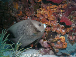 Grey Angelfish by Mike Boehm 